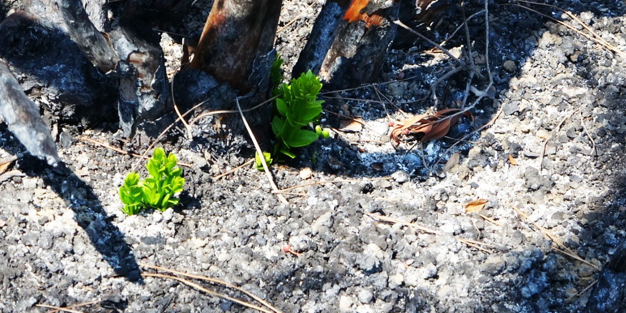 Bediüzzaman: Şerler, çirkinlikler, küllî güzelliklere, hayırlara vesile olmak için kâinatta halk edilmiş