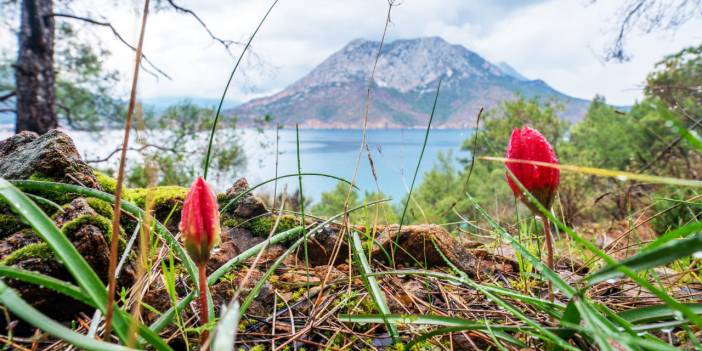 Antalya'da yabani laleler açıldı, ormanlar renklendi
