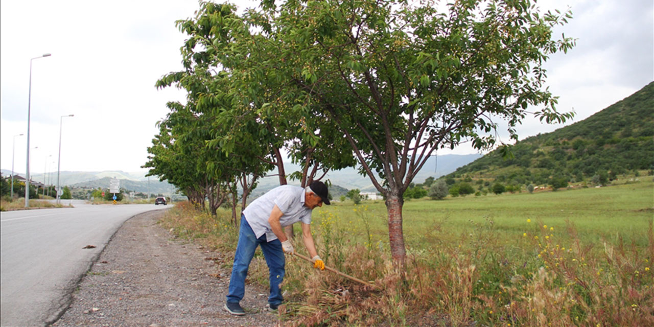 Yol kenarlarına ağaç dikiyor: O kadar huzur veriyor ve mutlu ediyor ki
