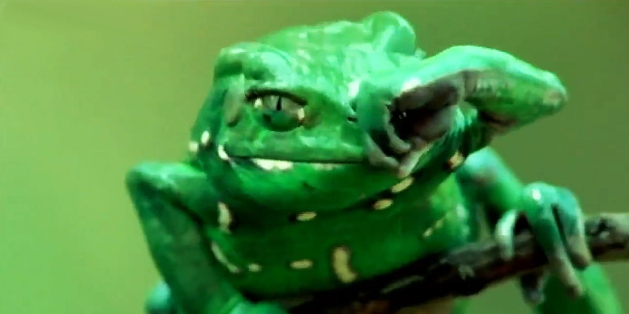 Dev maymun kurbağası 'abdest' alıyor