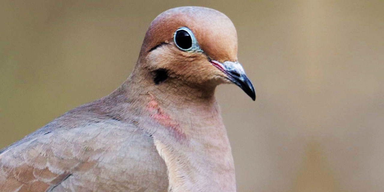 Bediüzzaman: 'Kuddüs, Kuddüs' zikrini yapan bir kuş odamda gördüm