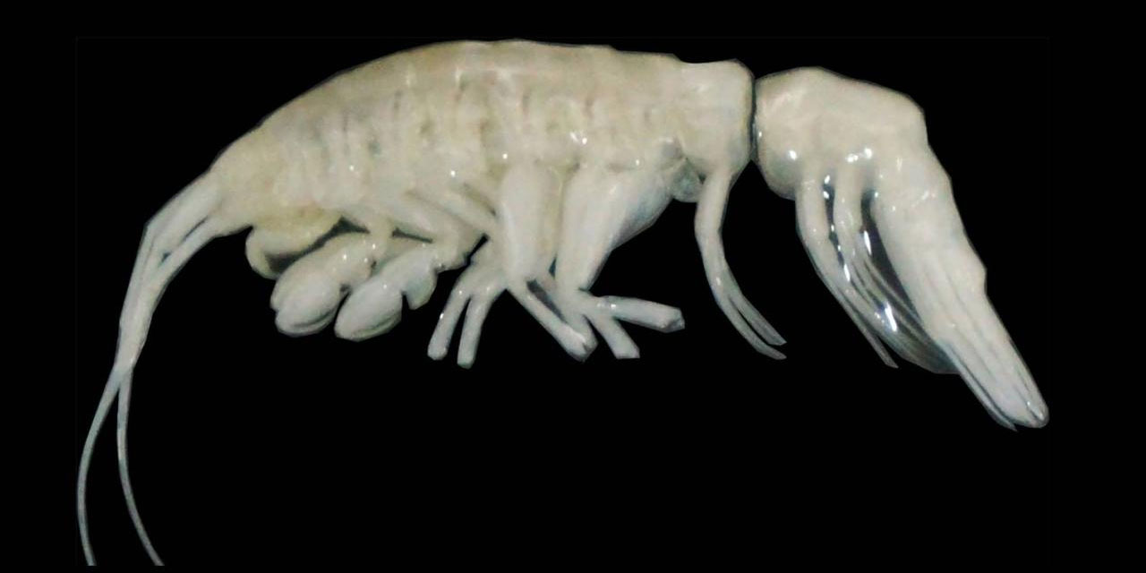 Subhanallah! Okyanusun 8 bin 65 metre dibinde yeni bir hayvan bulundu