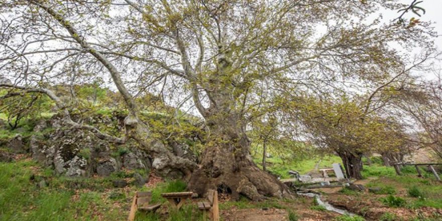 Tunceli’de 'Doğu çınarı' anıt ağaç olarak tescil edildi