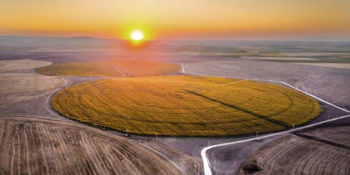 'Köşesiz' tarlalar sarıya büründü