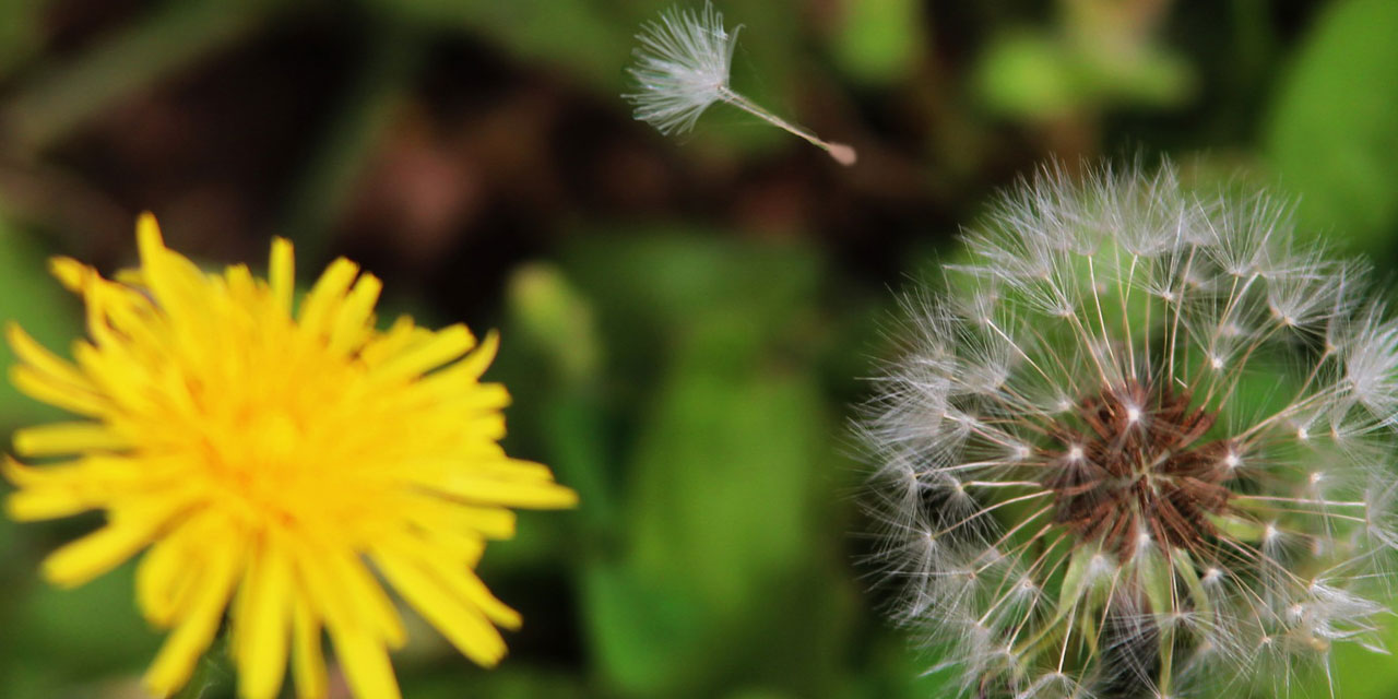 Sordum sarı çiçeğe: Neden bu hale geldin?