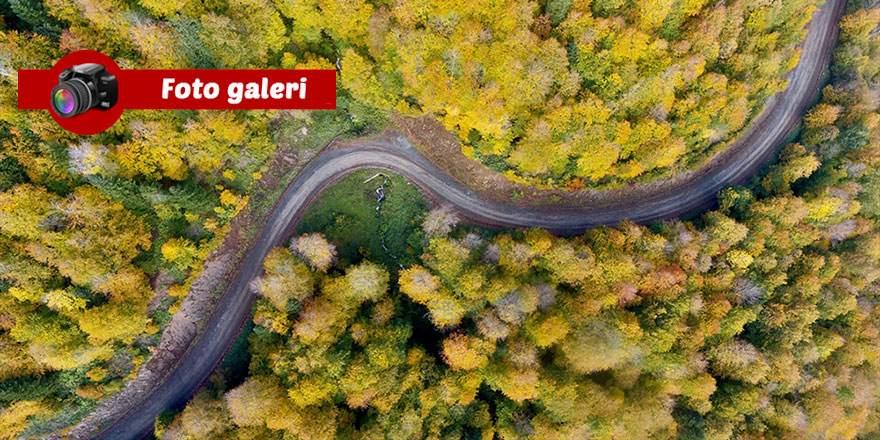 Düzce'nin ormanlarında sonbahar: Sanat Sanatkarını hatırlatır