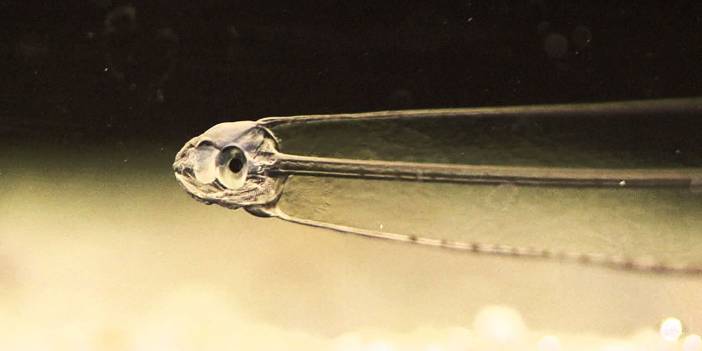Subhanallah: Kas ve organları görünmeyen Leptocephalus yılan balığı