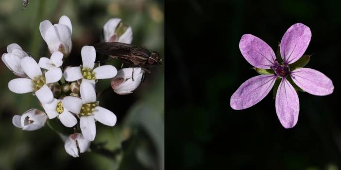 Fırat Nehri kıyısında açan çiçekler