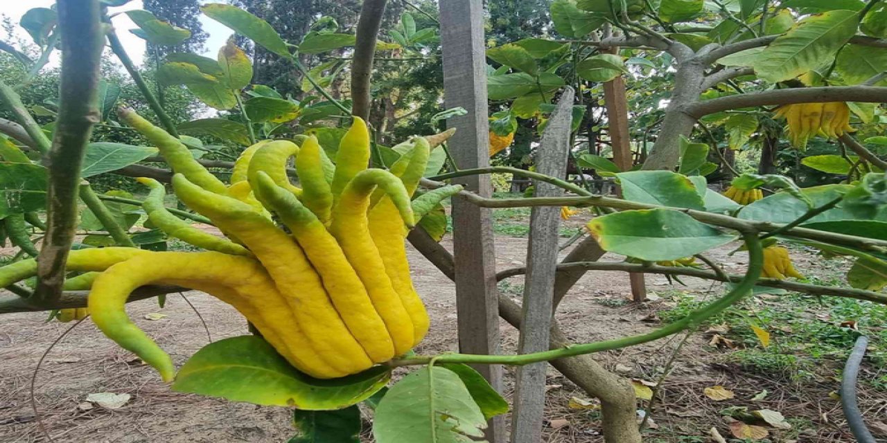 Gören telefona sarılıyor! Parmak görünümlü limon