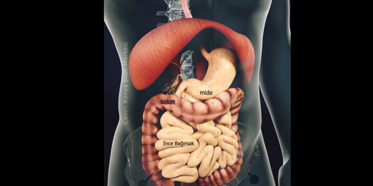 Vücudun yiyecekleri sindirme süresi