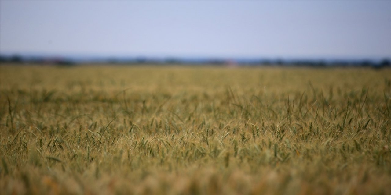 Tarım yılında yağışlar bir önceki döneme göre yüzde 18 arttı