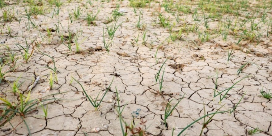 Doğu Afrika bu ay yağış görmezse milyonlarca kişi açlık krizinin eşiğinde