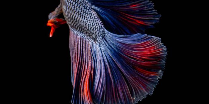 Yaratılış harikası rengarenk Betta Balıkları