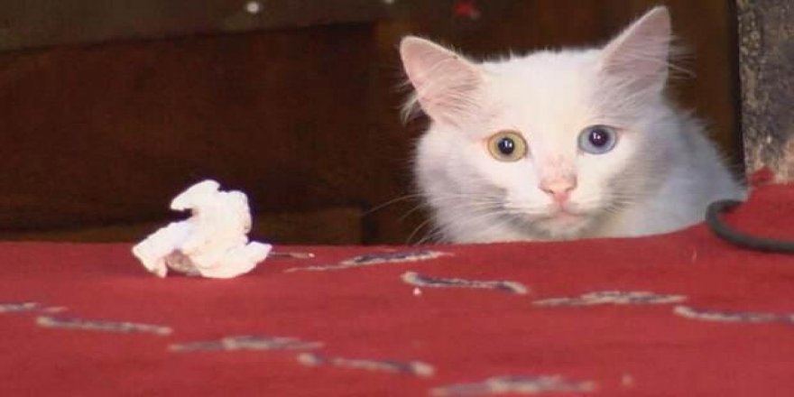 Türkiye 7 kedi türüne ev sahipliği yapıyor
