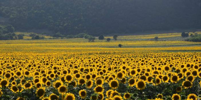 Bilecik'te ayçiçeği tarlaları sarının tonlarına büründü