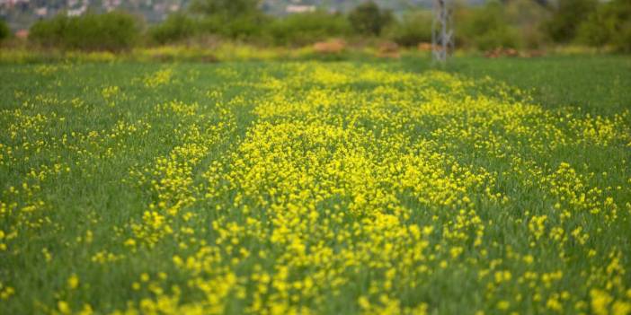 Çukurova'da kantaron çiçekleri ile tabiat sarıya büründü