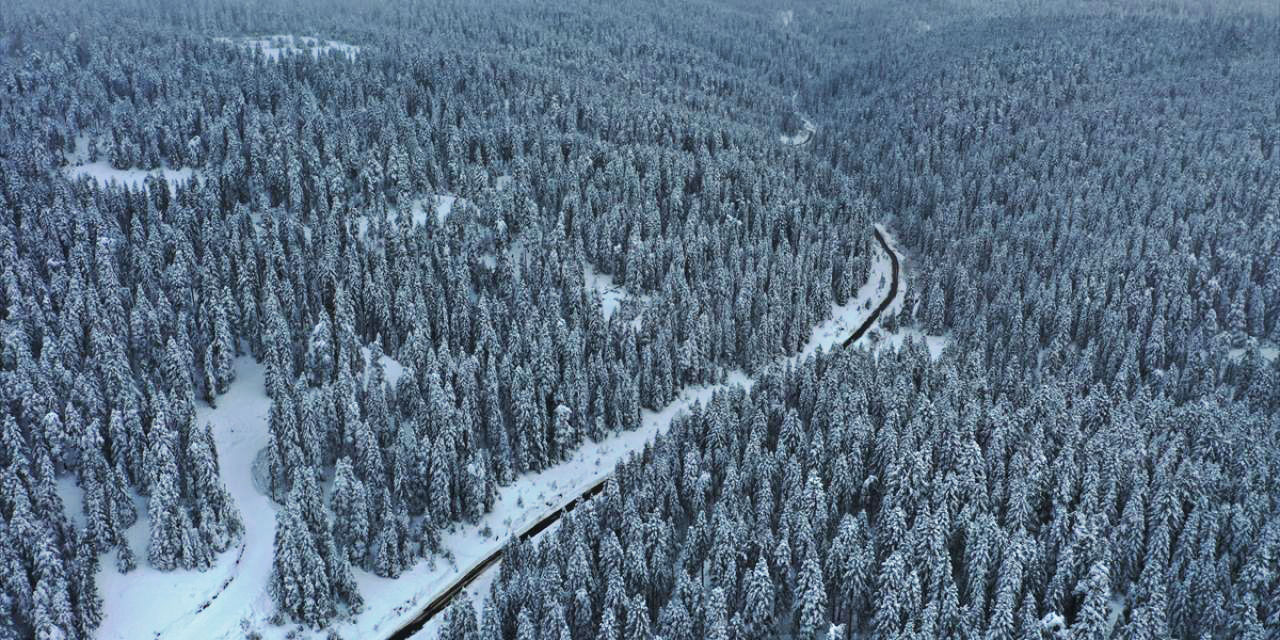 Beyaz rahmet kar örtüsü, bitkiyi hastalık ve zararlılardan koruyor