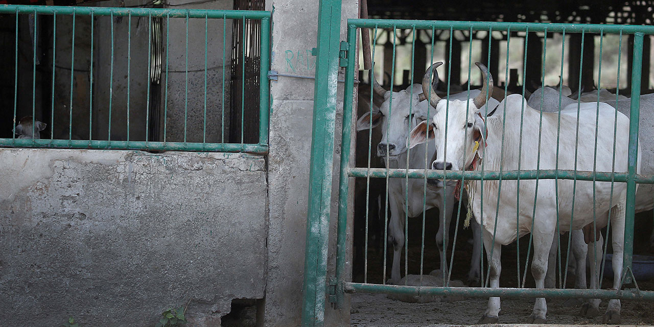Hindistan’da ineğe tapanlar Müslümanlara saldırdı