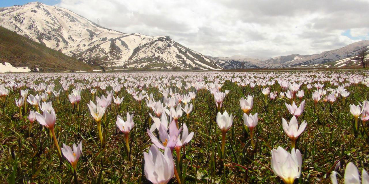 'Baharın müjdecisi' kardelenler Muş Ovası'nı süsledi