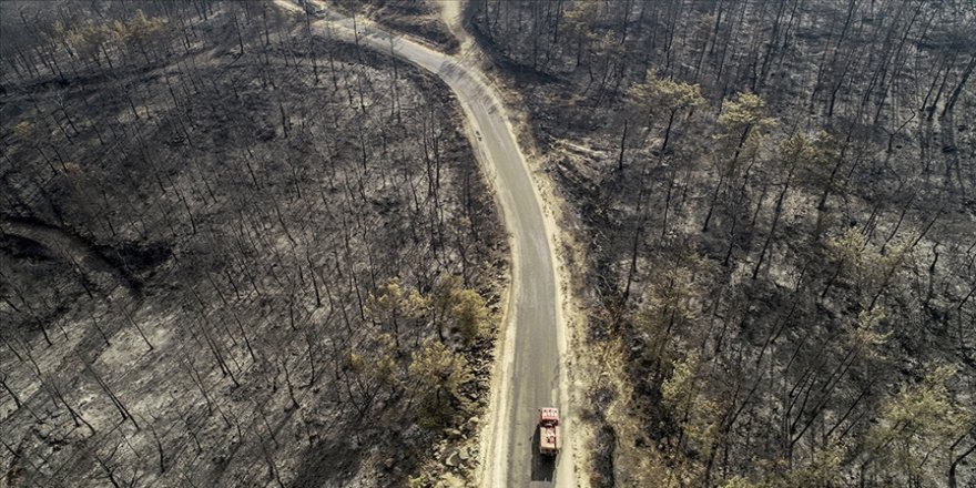 Adana ve Osmaniye'de yanan ormanlık alanlarda 4 milyon fidan toprakla buluşacak