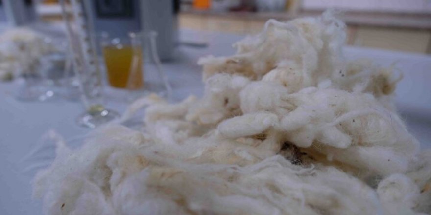 Koyun yününden keratin üretildi