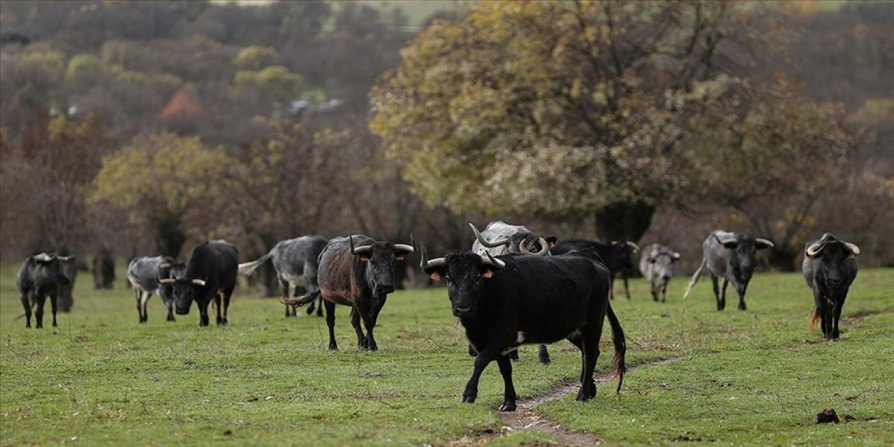 İspanya'da boğa güreşi vahşetine 'hayır' tartışması büyüyor
