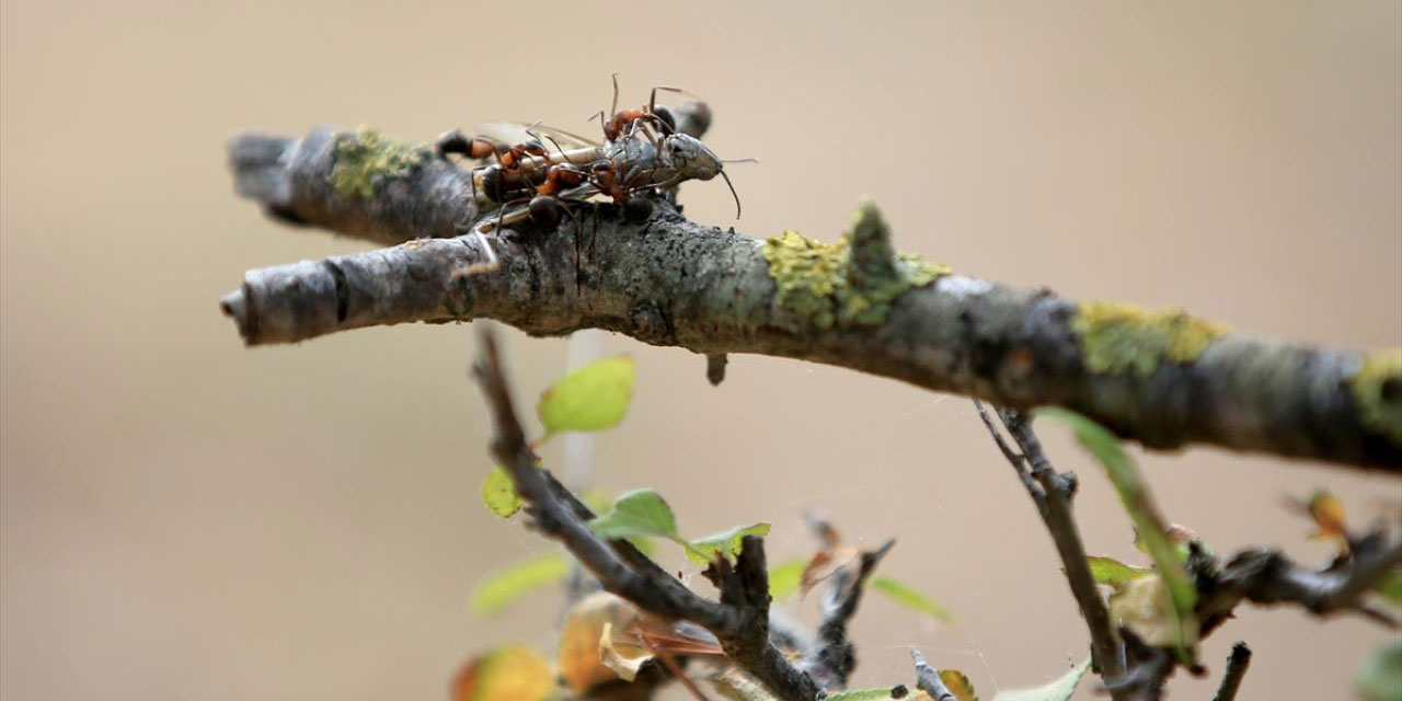 Kırmızı orman karıncaları insanlar için bedava biyolojik mücadele yürütüyor