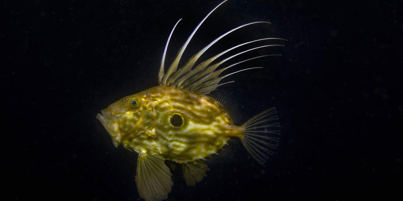 İzmit Körfezi'nin derinliklerinde peygamber balığı görüntülendi