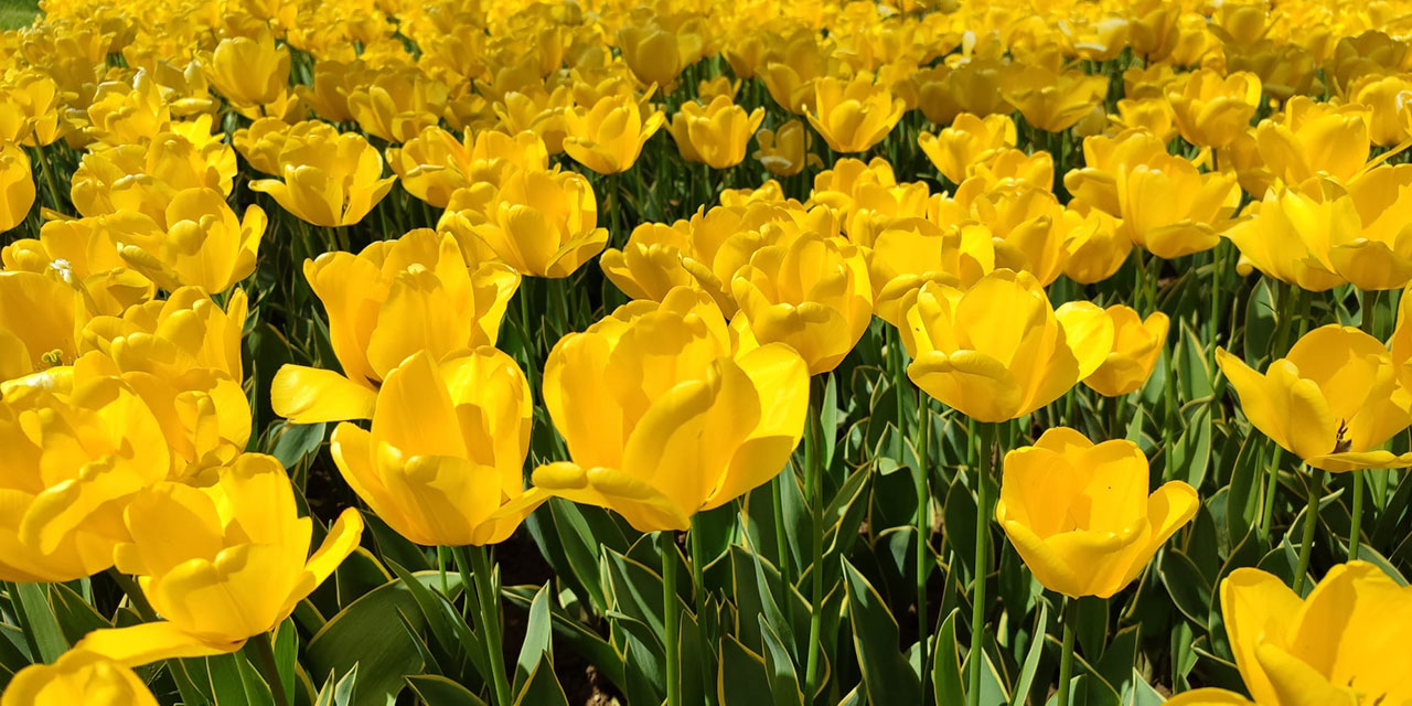 Bediüzzaman: Muhakkak maslahat, mevhum mazarrata feda edilmez