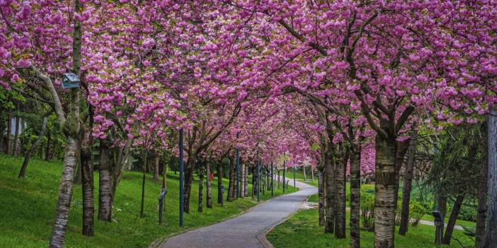 Başkentte sakura tefekkürü