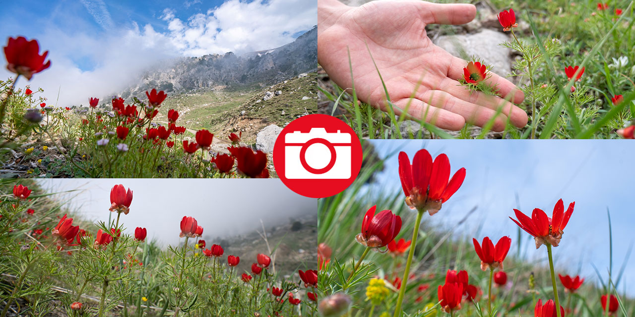 Keklikgözü çiçekleri dağları süslüyor