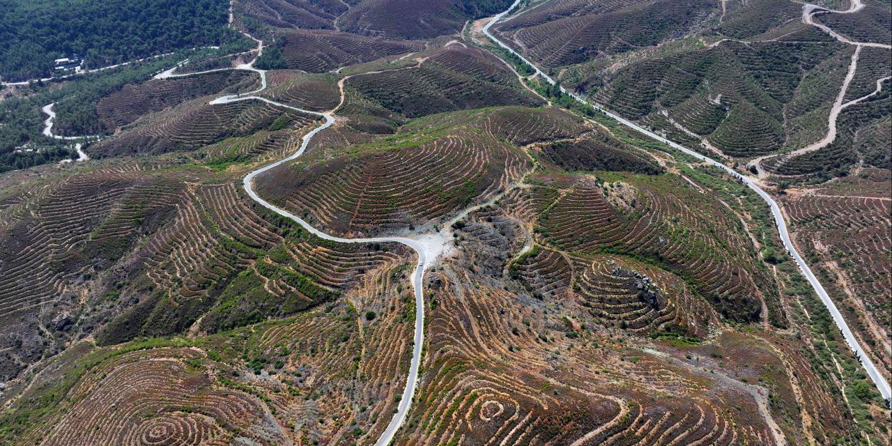 İzmir'de 6 yıl önce yanan ormanlık alana dikilen fidanlar 2 metreye ulaştı