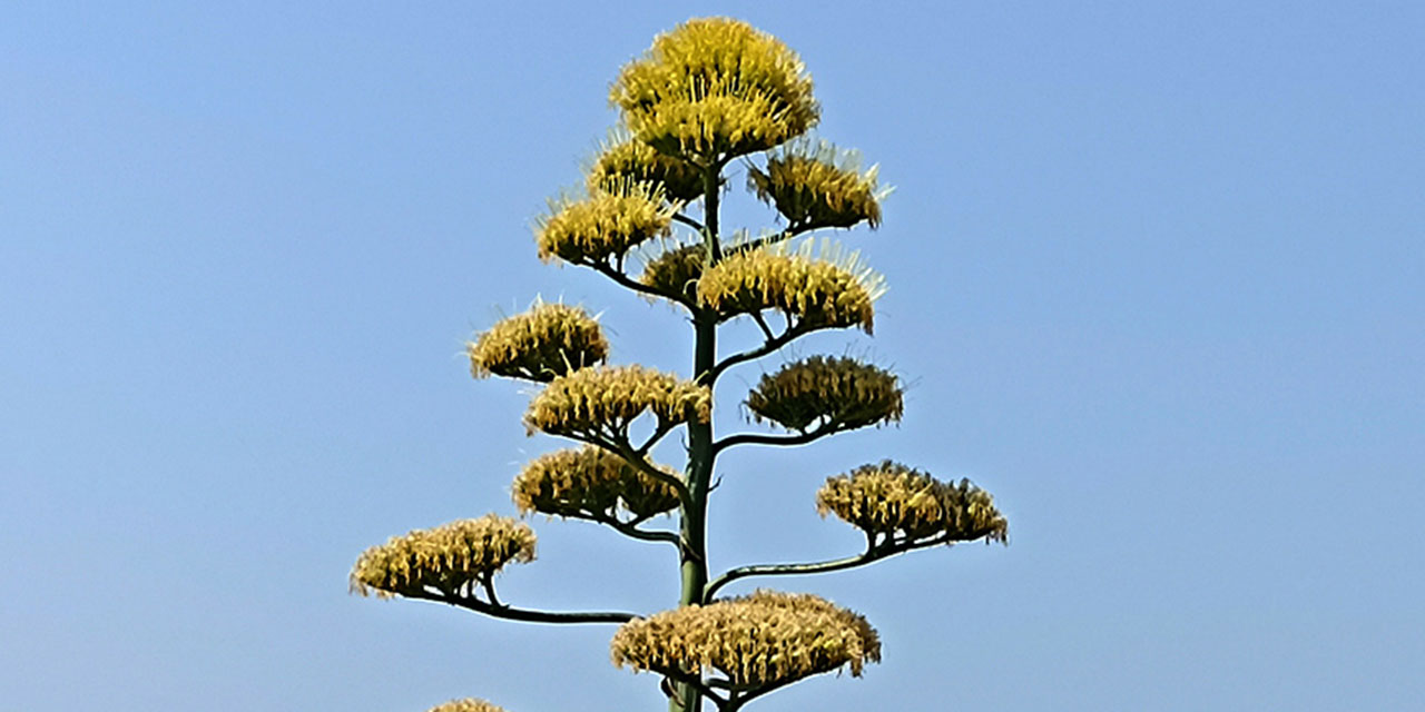 Ayvalık'ta agave bitkisi ilk ve son kez çiçek açtı