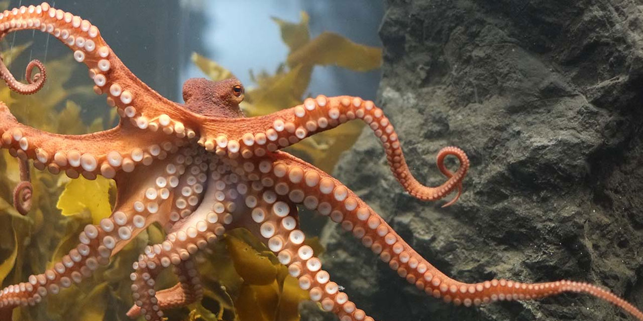 Yaratılış harikası ahtapotların sekiz kolu nasıl ustaca kontrol ediliyor?