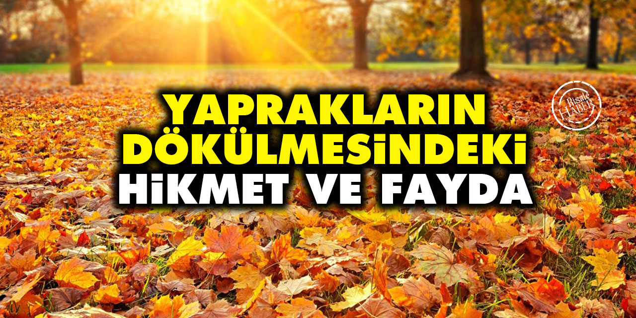 Yaprakların dökülmesindeki hikmet ve fayda