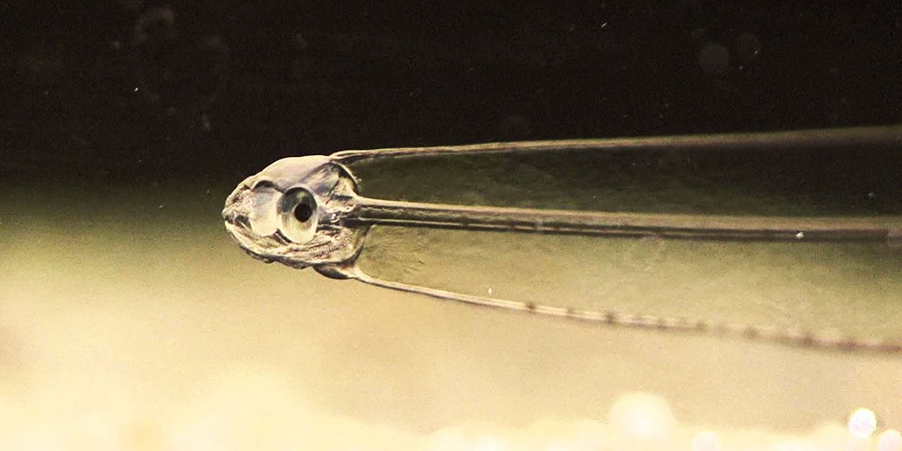 Subhanallah: Kas ve organları görünmeyen Leptocephalus yılan balığı