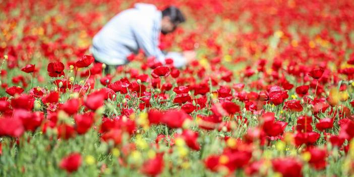 Hatay'daki gelincikler Sanat-ı İlahi'yi tefekkür ettiriyor