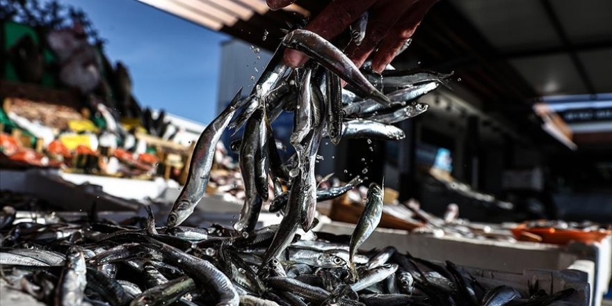 Rize'de üç günde ayıklanan 2,5 ton hamsi festivalde iki saatte tüketildi