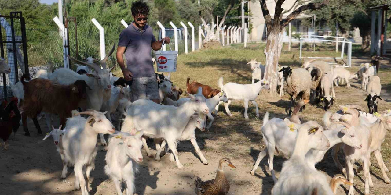 İki üniversite mezunu doktoralı keçi çobanı: Gençlere tavsiye ediyorum