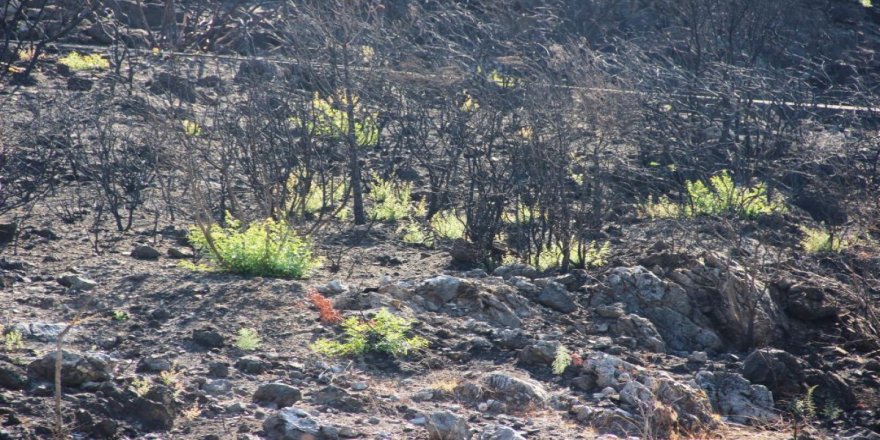 Bodrum’daki yangının ardından tabiat yeniden canlanıyor
