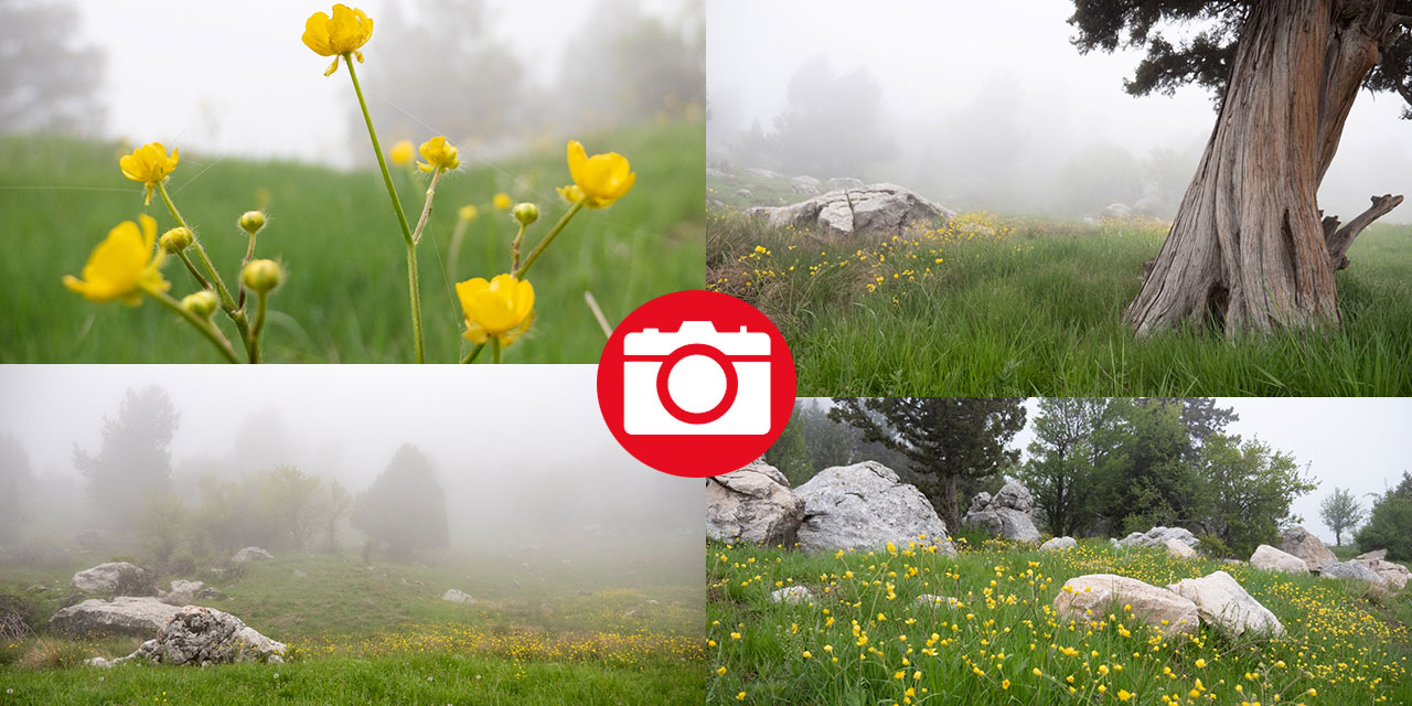 Toroslar'ın süsü düğün çiçekleri