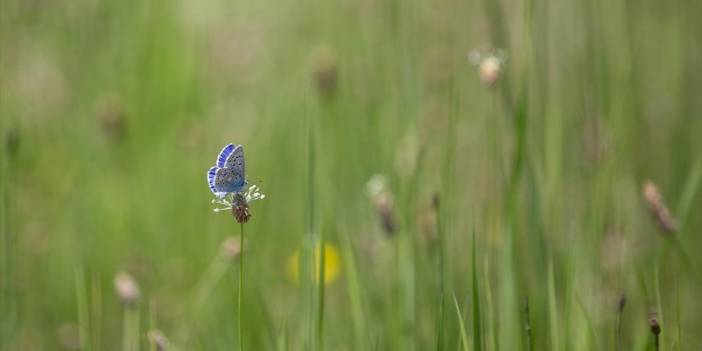 Rahmet yağmurlarının ardından Tunceli'de rengarenk kelebekler ortaya çıktı