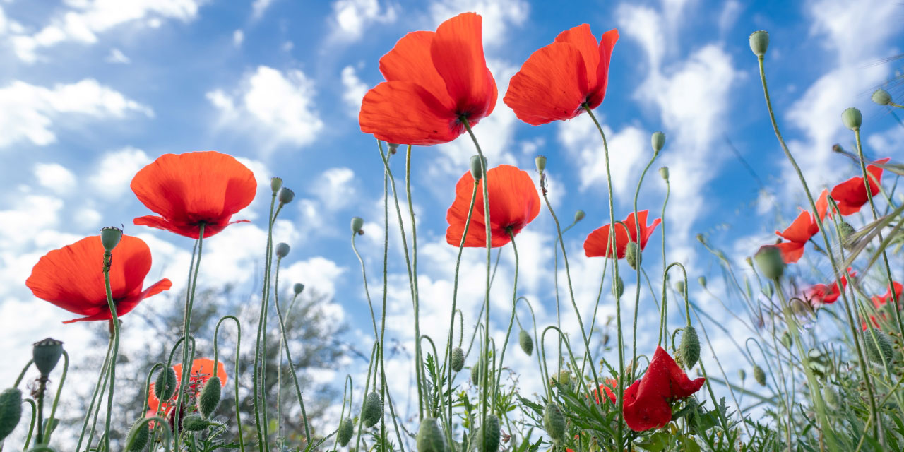 Gelincikler de Bismillah diyerek yüzünü gösterdi