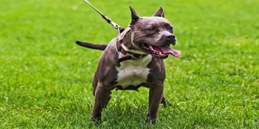Pitbull cinsi köpek silah sayıldı, sahibi tutuklandı