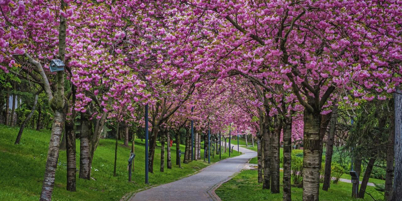 Başkentte sakura tefekkürü