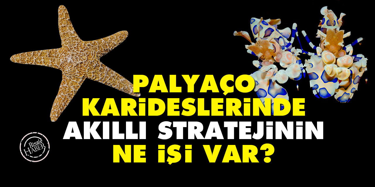 Palyaço karideslerinde akıllı stratejinin ne işi var?