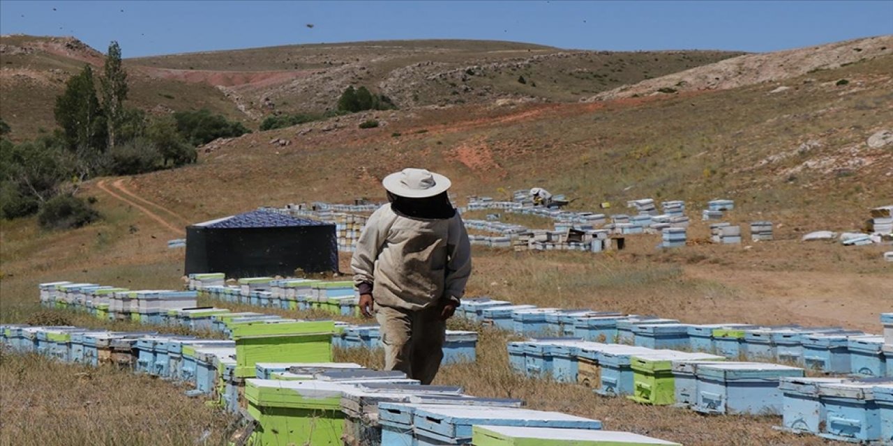 Gezgin arıcı en iyi bal için kovanlarıyla il il dolaşıyor