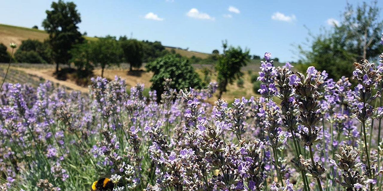 Köyündeki taşlık araziyi lavanta bahçesine dönüştürdü