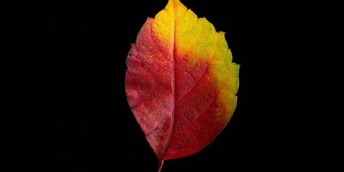Sonbaharda her bir yaprak tefekküre sevk ediyor