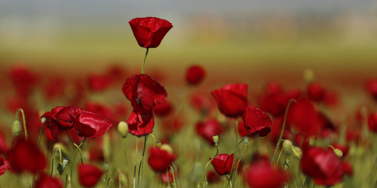Gelincikler ile tarlalar kırmızıya boyandı: Boya da güzel boyayan da!